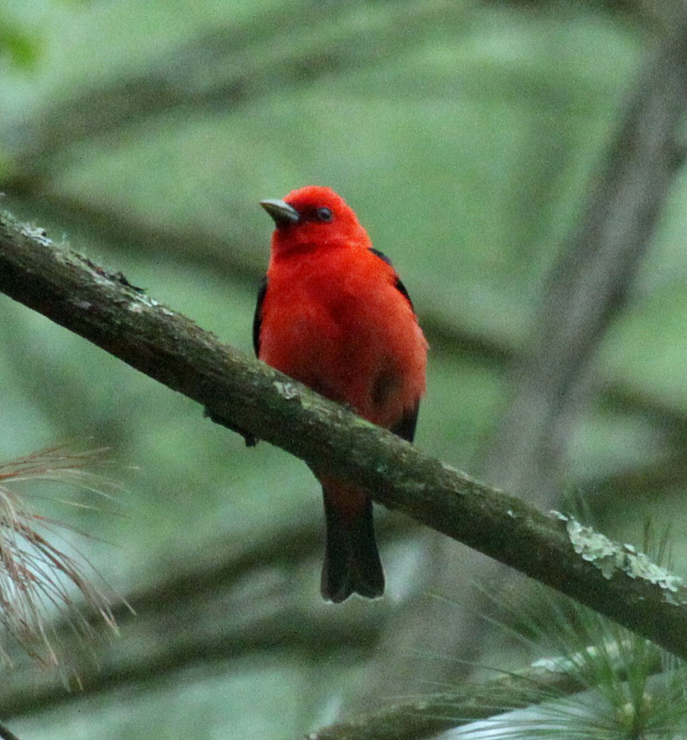 Piranga gorri-beltza - ML645244260