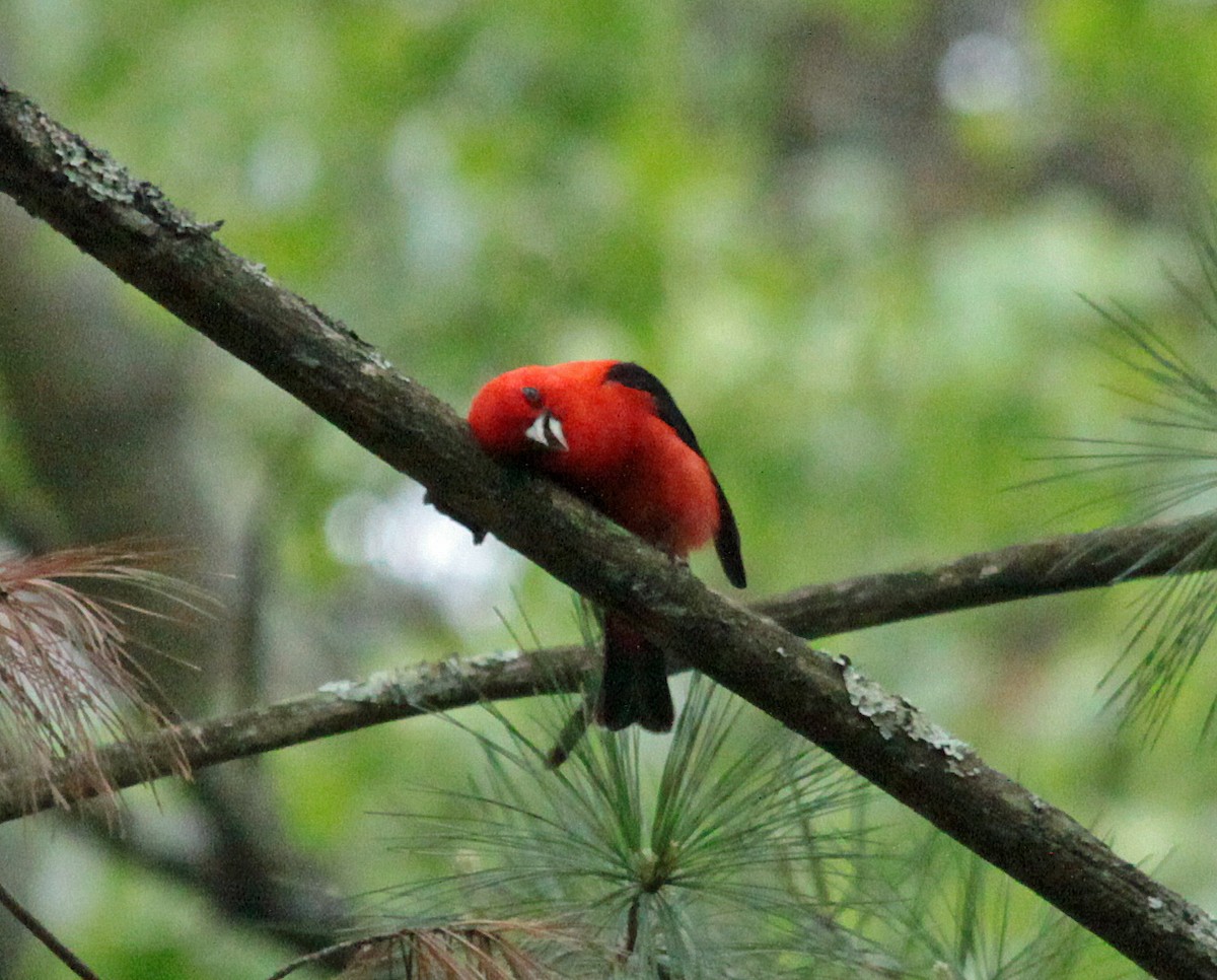 Piranga gorri-beltza - ML645244261