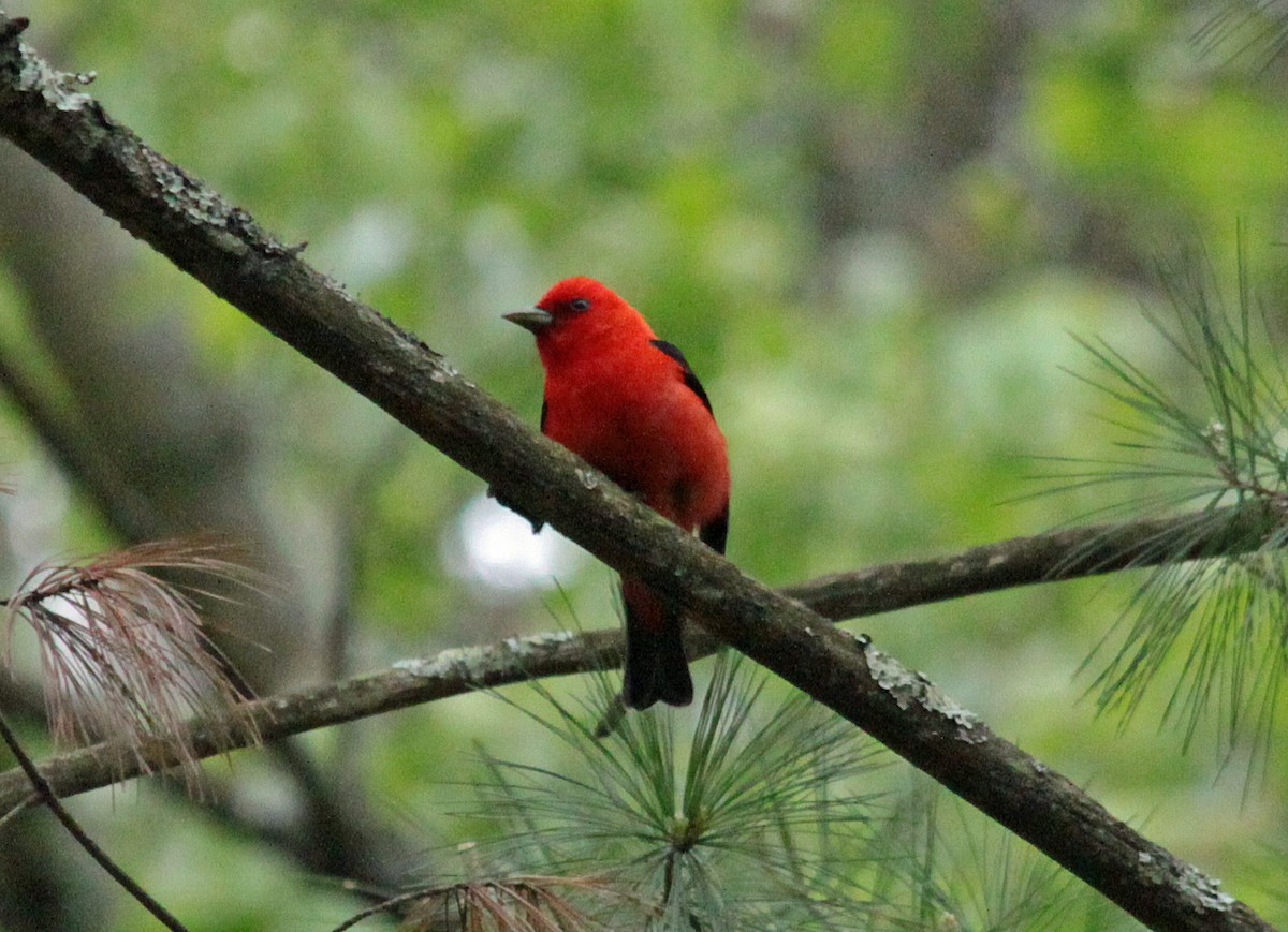 Piranga gorri-beltza - ML645244262