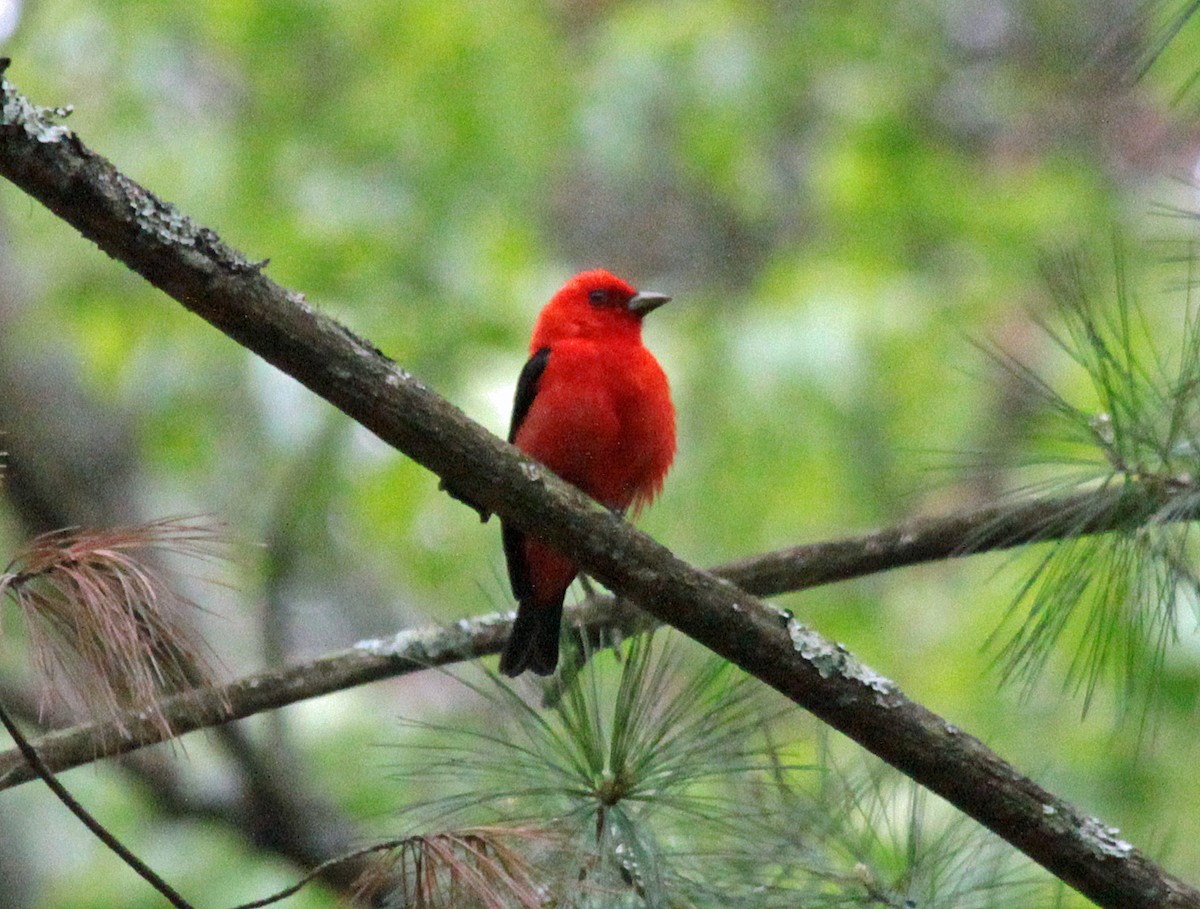 Piranga gorri-beltza - ML645244263