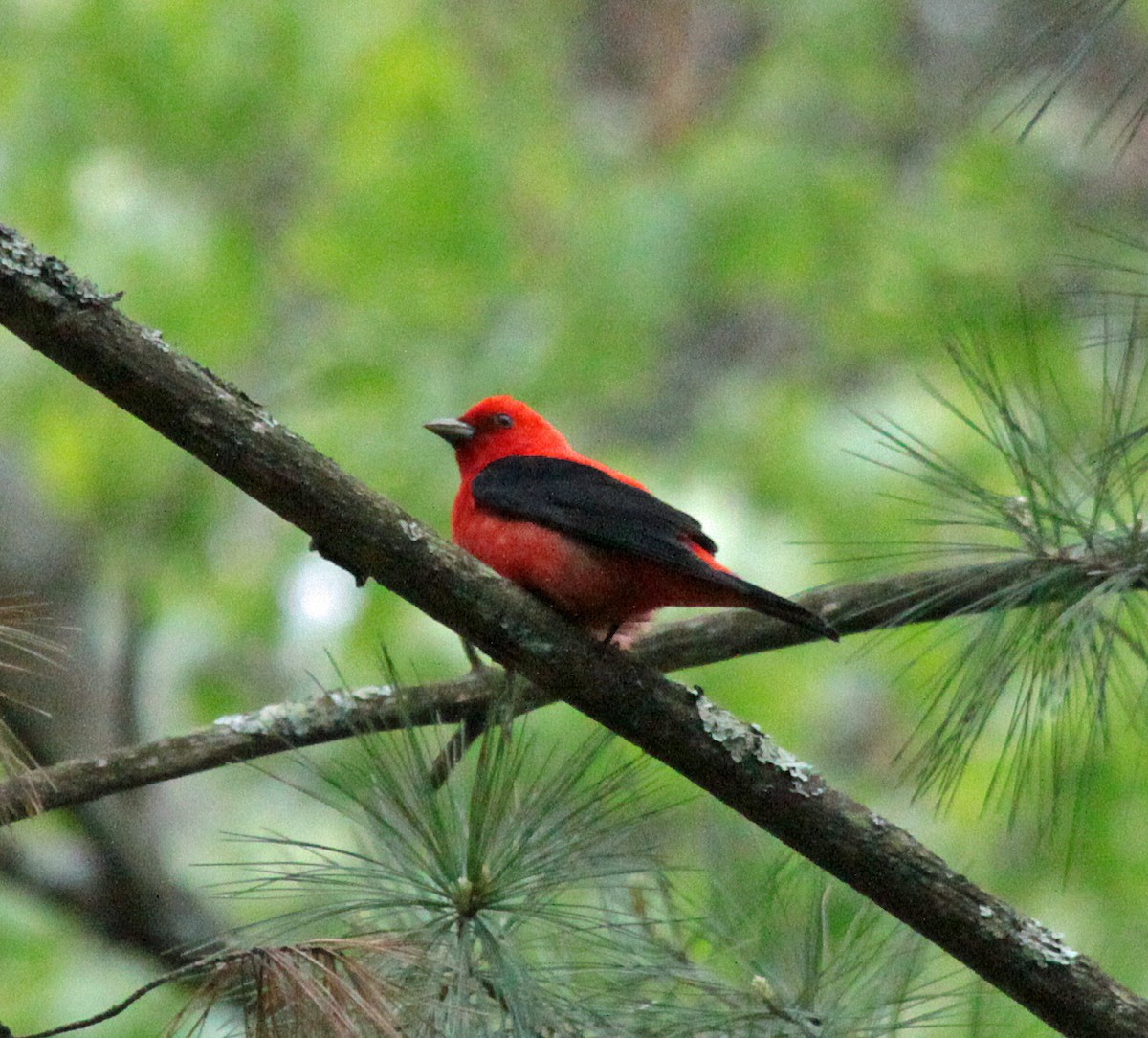 Piranga gorri-beltza - ML645244264