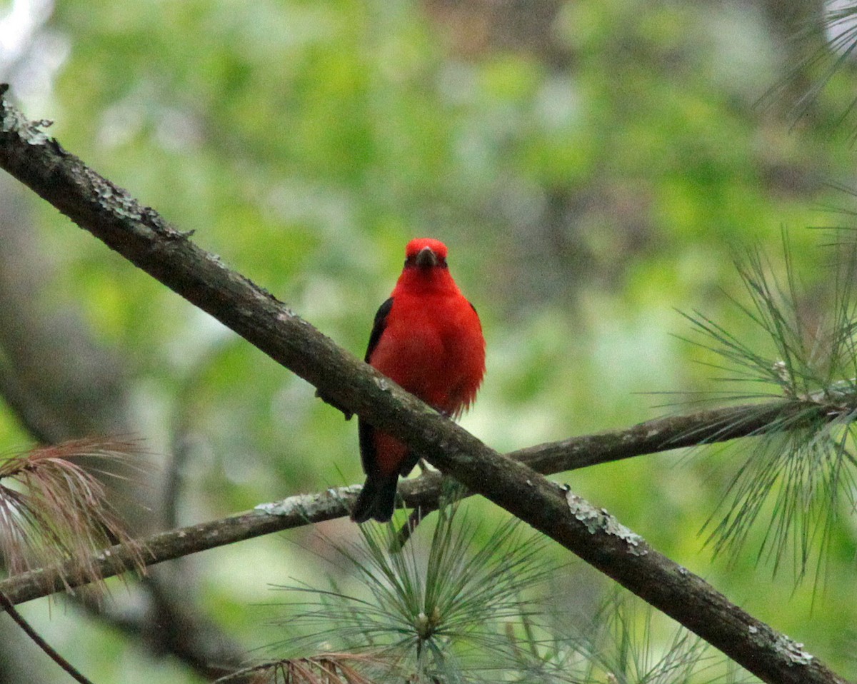 Piranga gorri-beltza - ML645244265