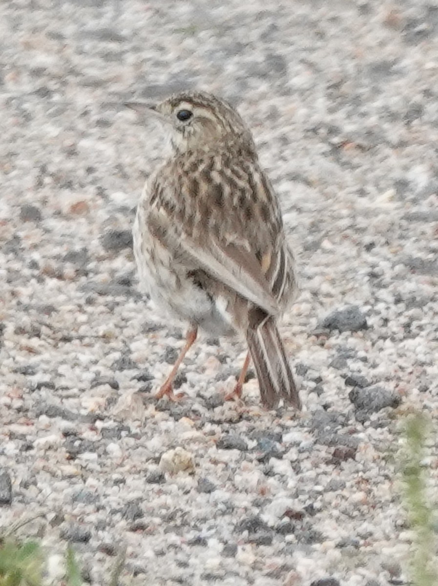 Australian Pipit (Australian) - ML645244271