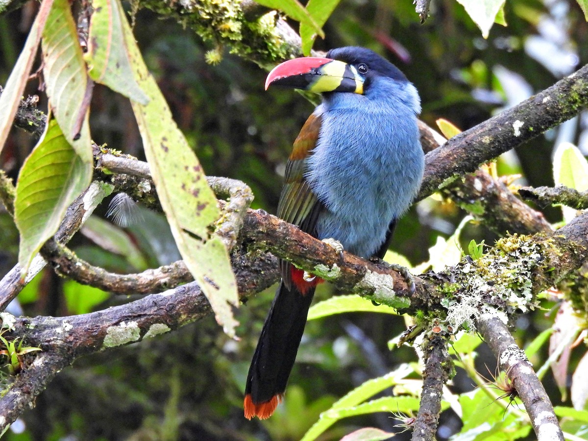 lavendeltukan - ML645244277