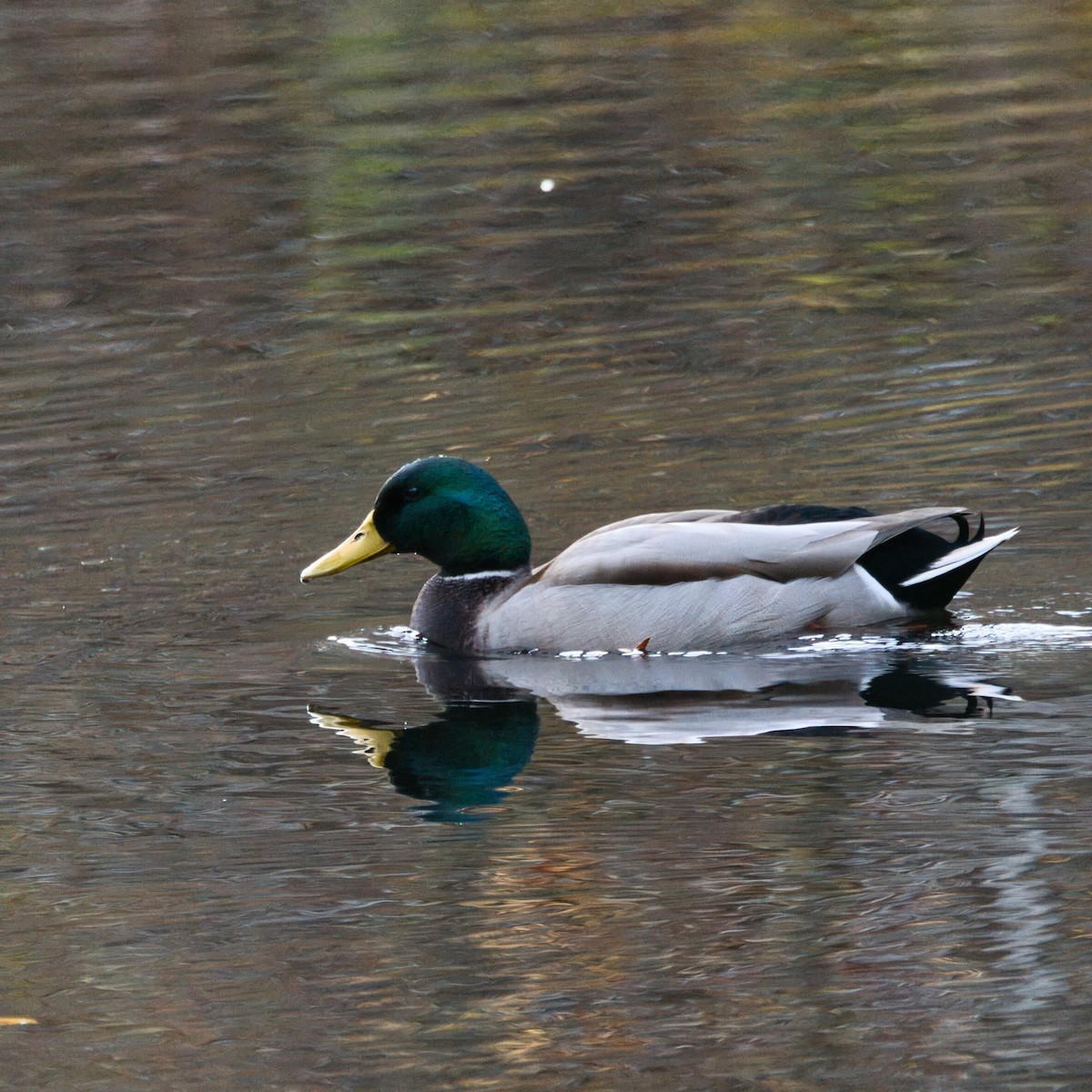 マガモ - ML645244278