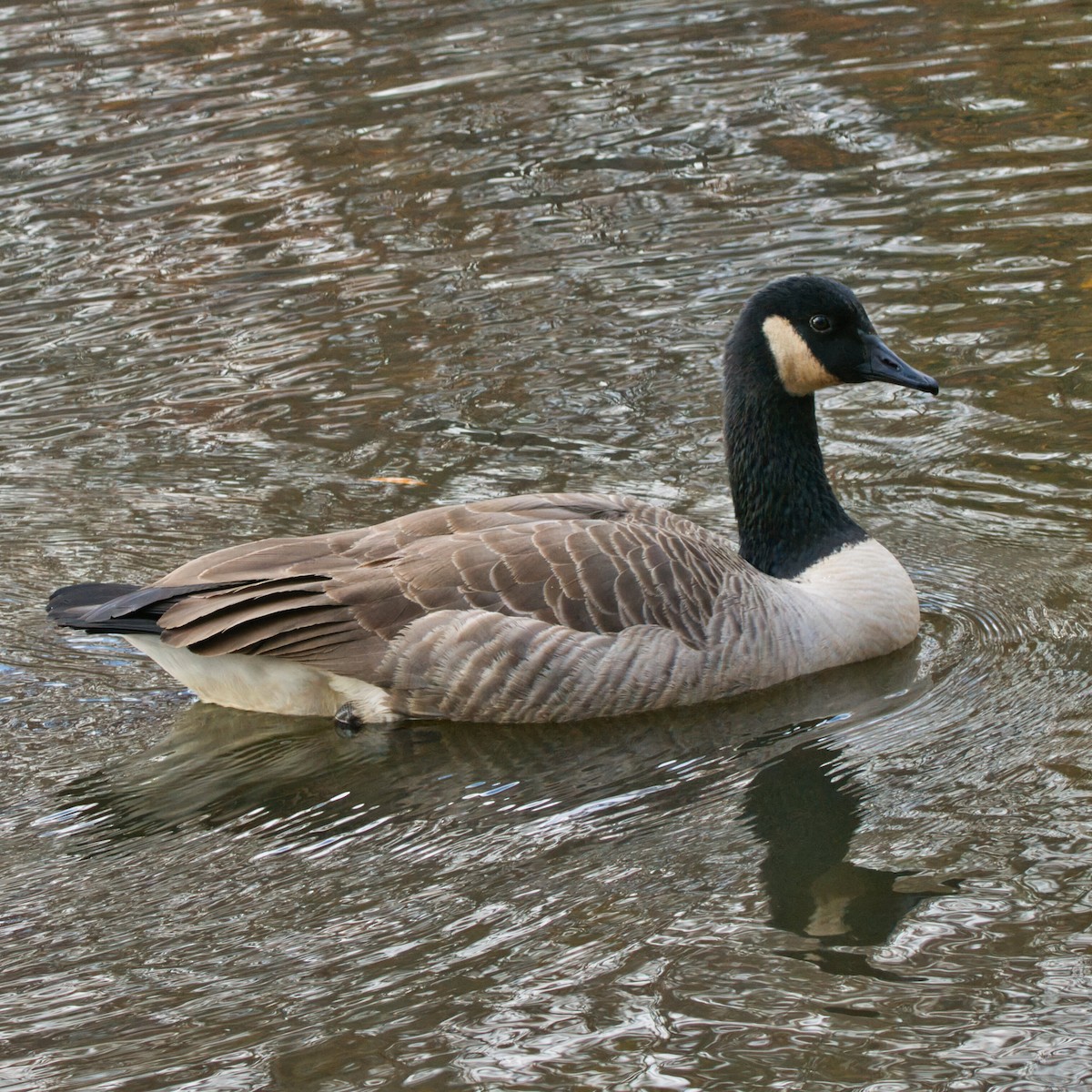 カナダガン - ML645244279