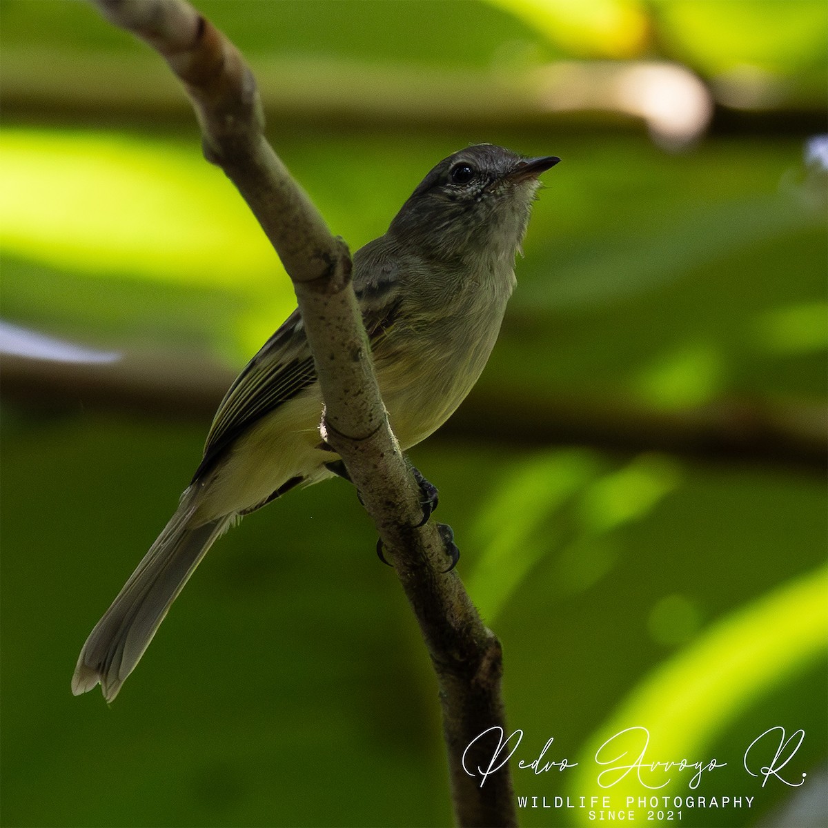 Mistletoe Tyrannulet - ML645244282