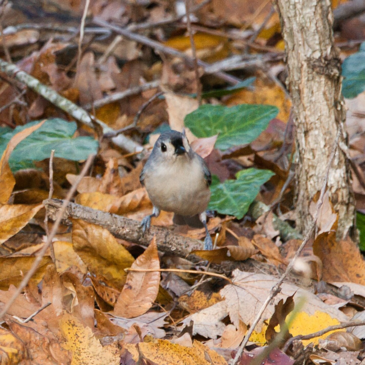 エボシガラ - ML645244284