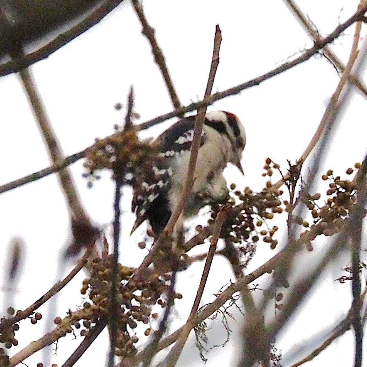 Downy Woodpecker - ML645244285