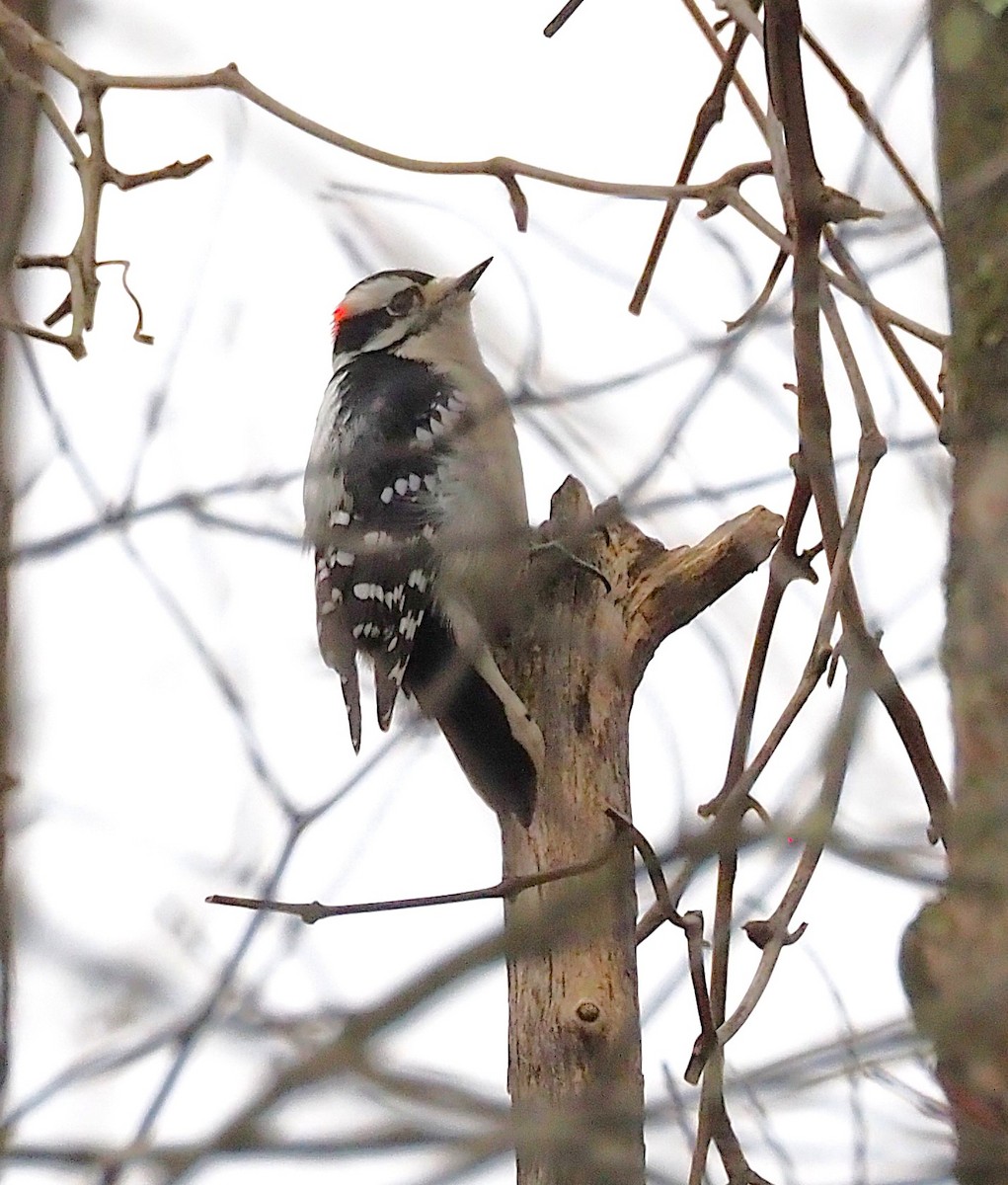 Downy Woodpecker - ML645244286