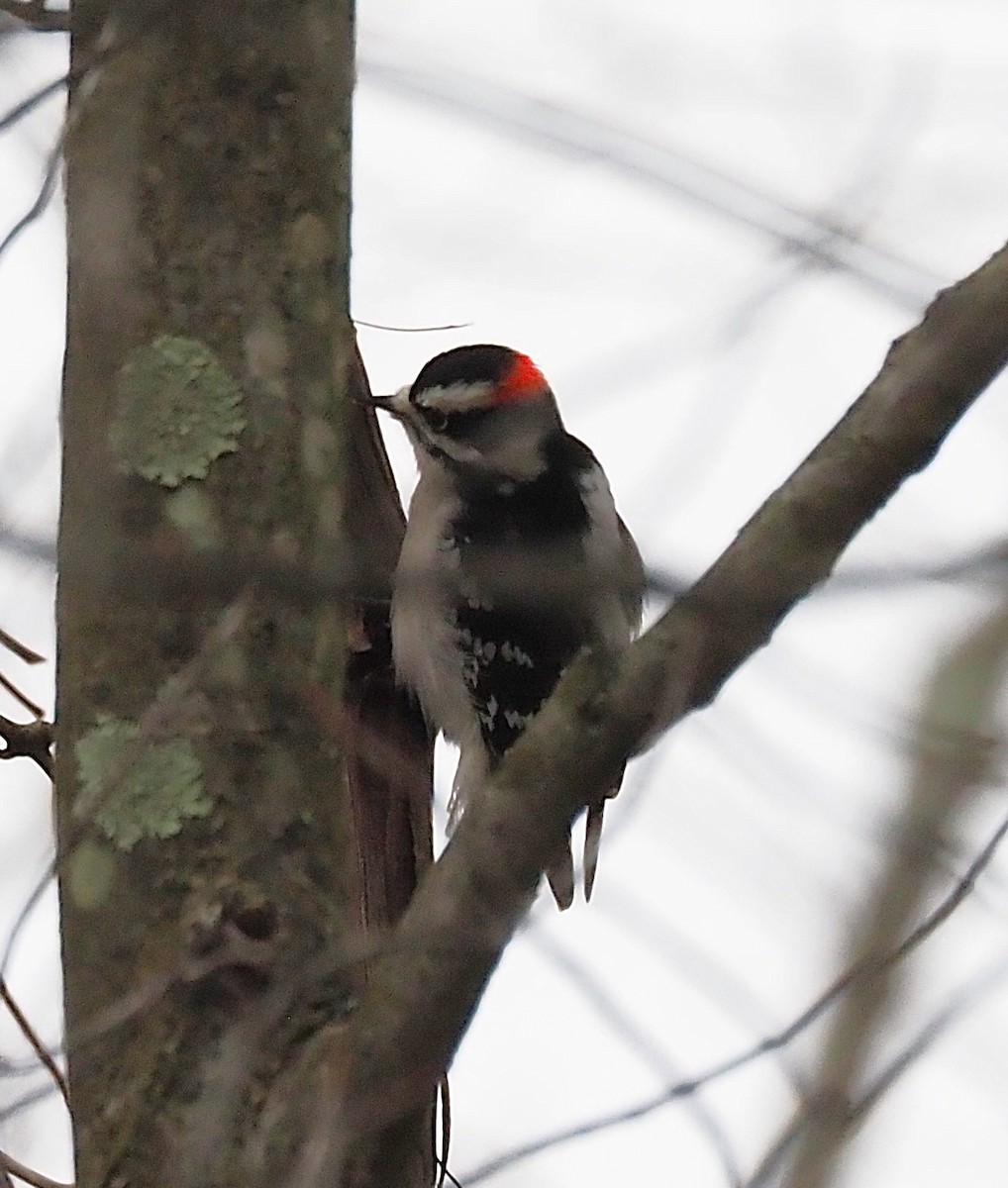 Downy Woodpecker - ML645244287