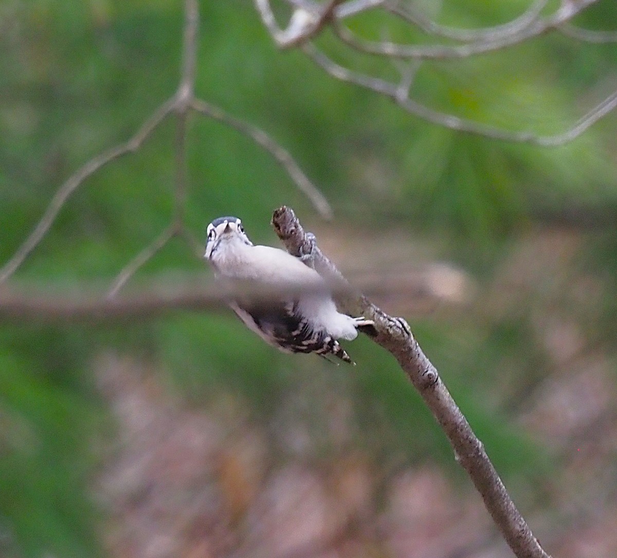 Downy Woodpecker - ML645244288