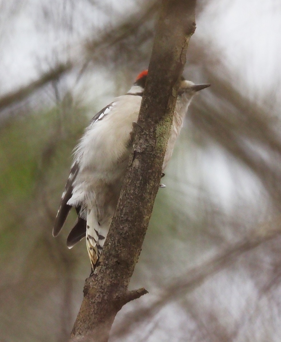 Downy Woodpecker - ML645244289