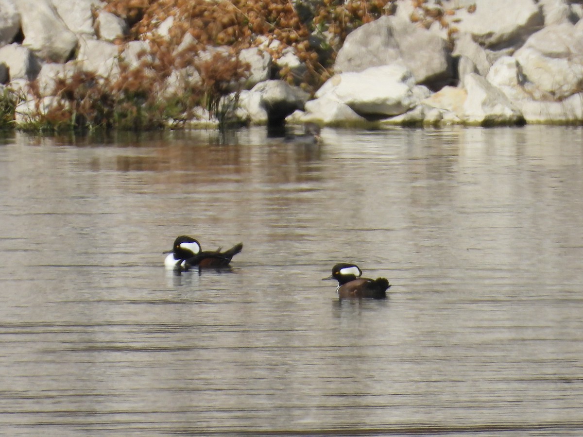 Zerra buruhandia - ML645244291