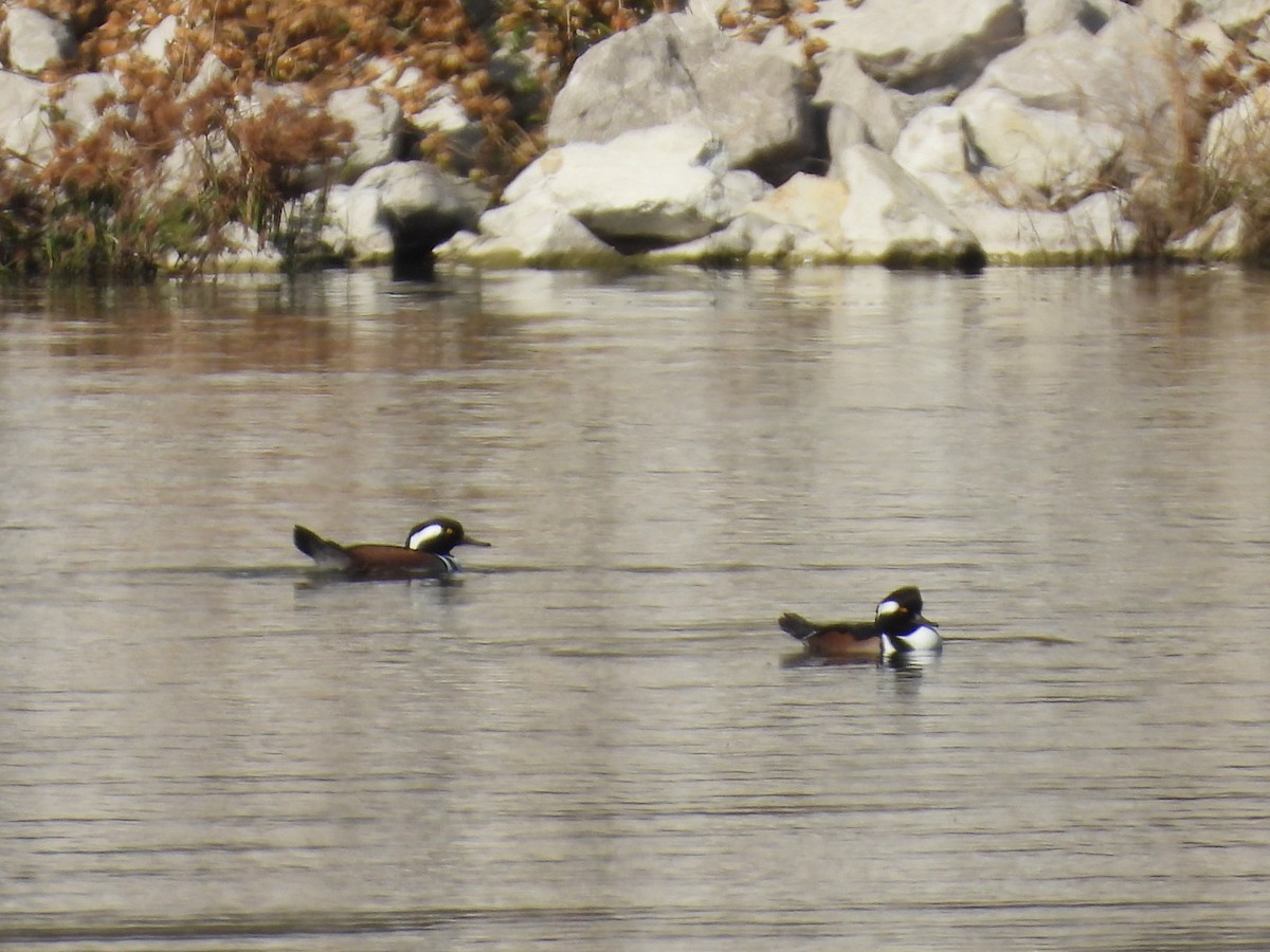 Zerra buruhandia - ML645244292