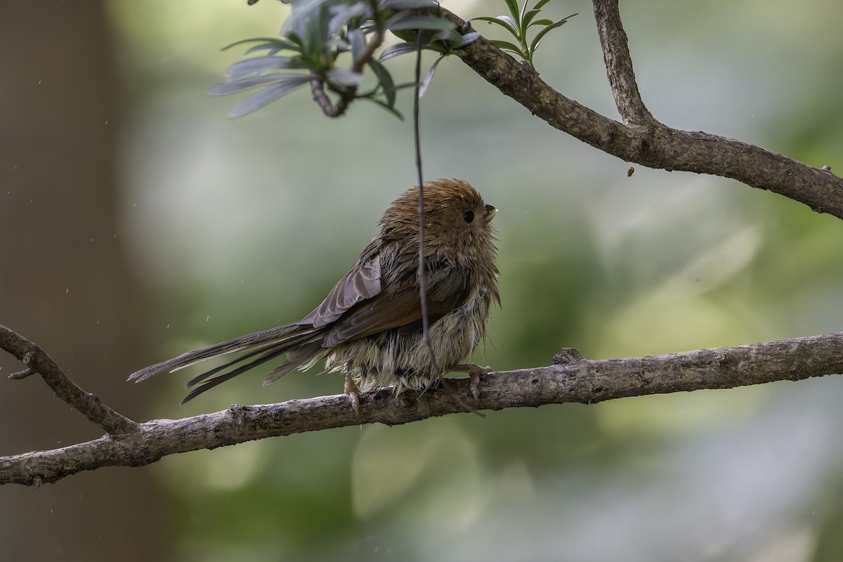 Vinous-throated Parrotbill - ML645244293