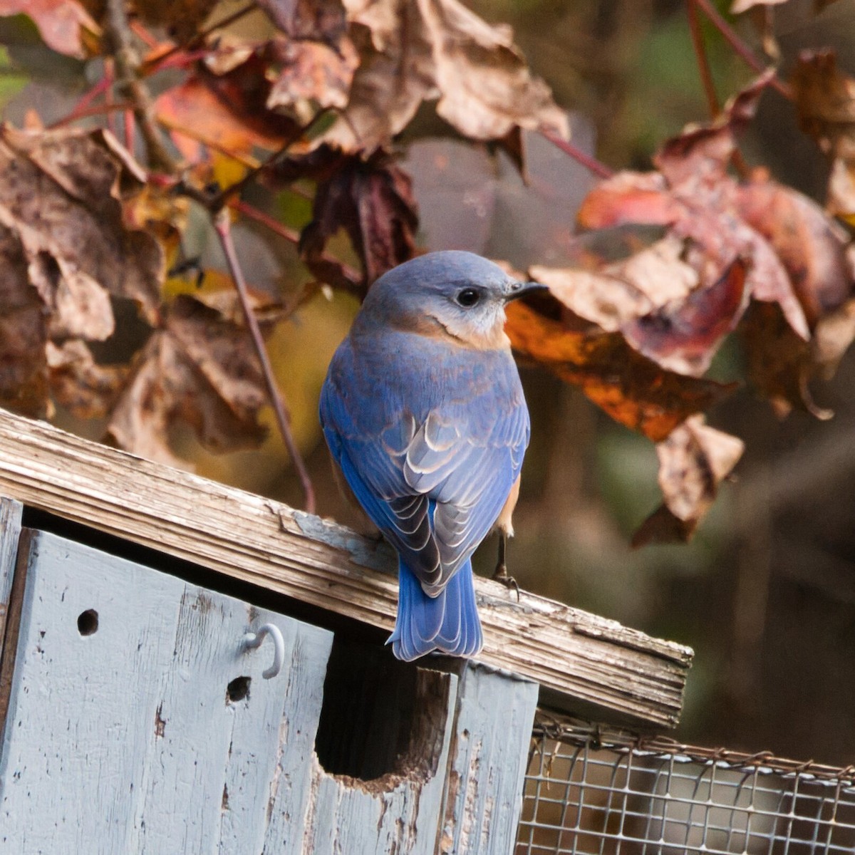 Блакитник східний - ML645244294