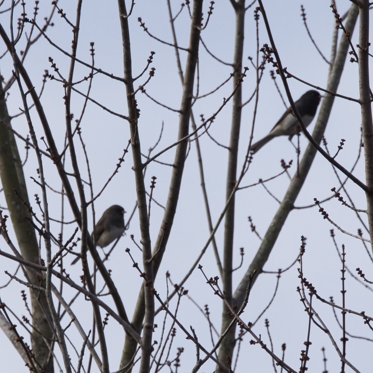 Dark-eyed Junco - ML645244295