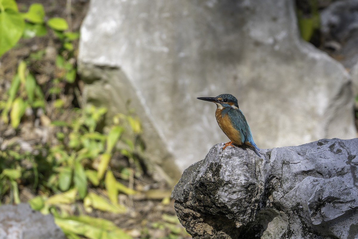 Common Kingfisher - ML645244296
