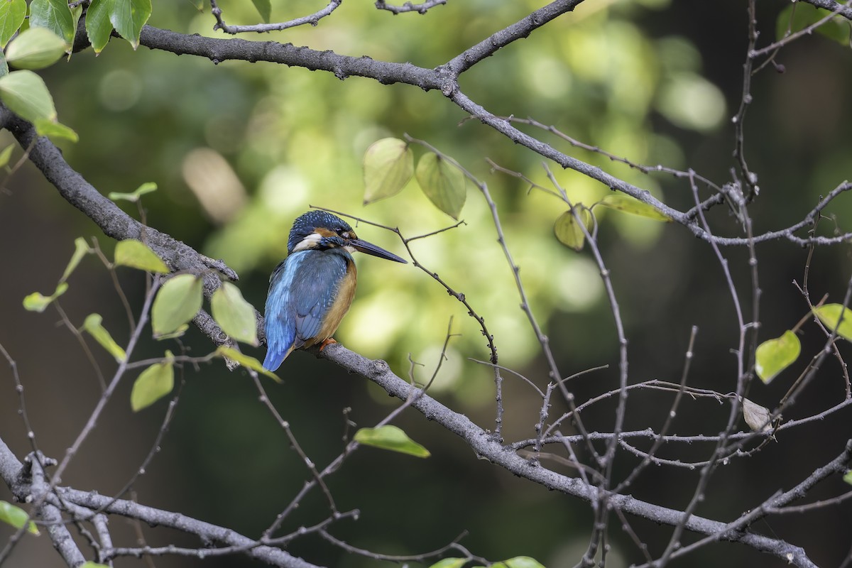 Common Kingfisher - ML645244297
