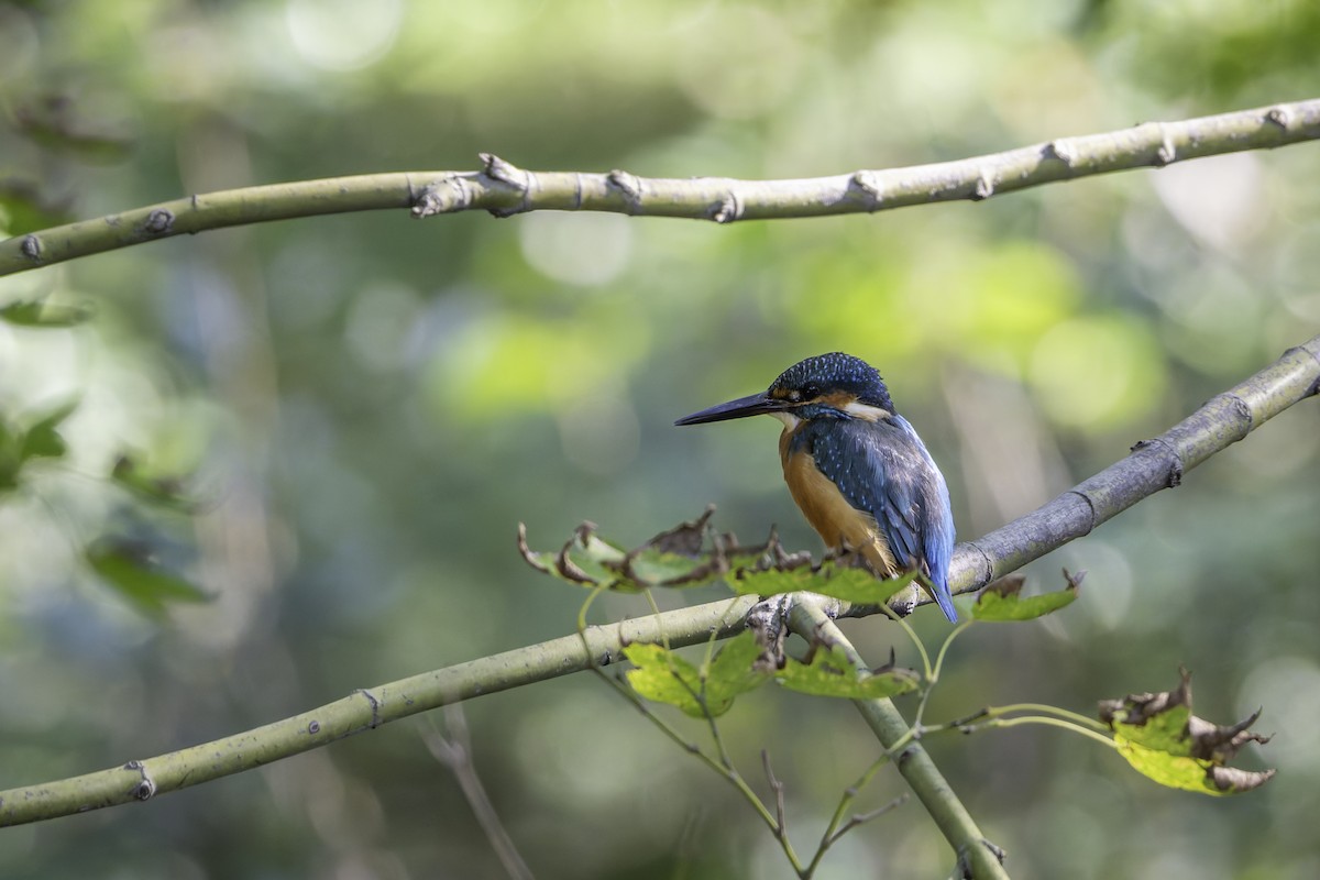 Common Kingfisher - ML645244298