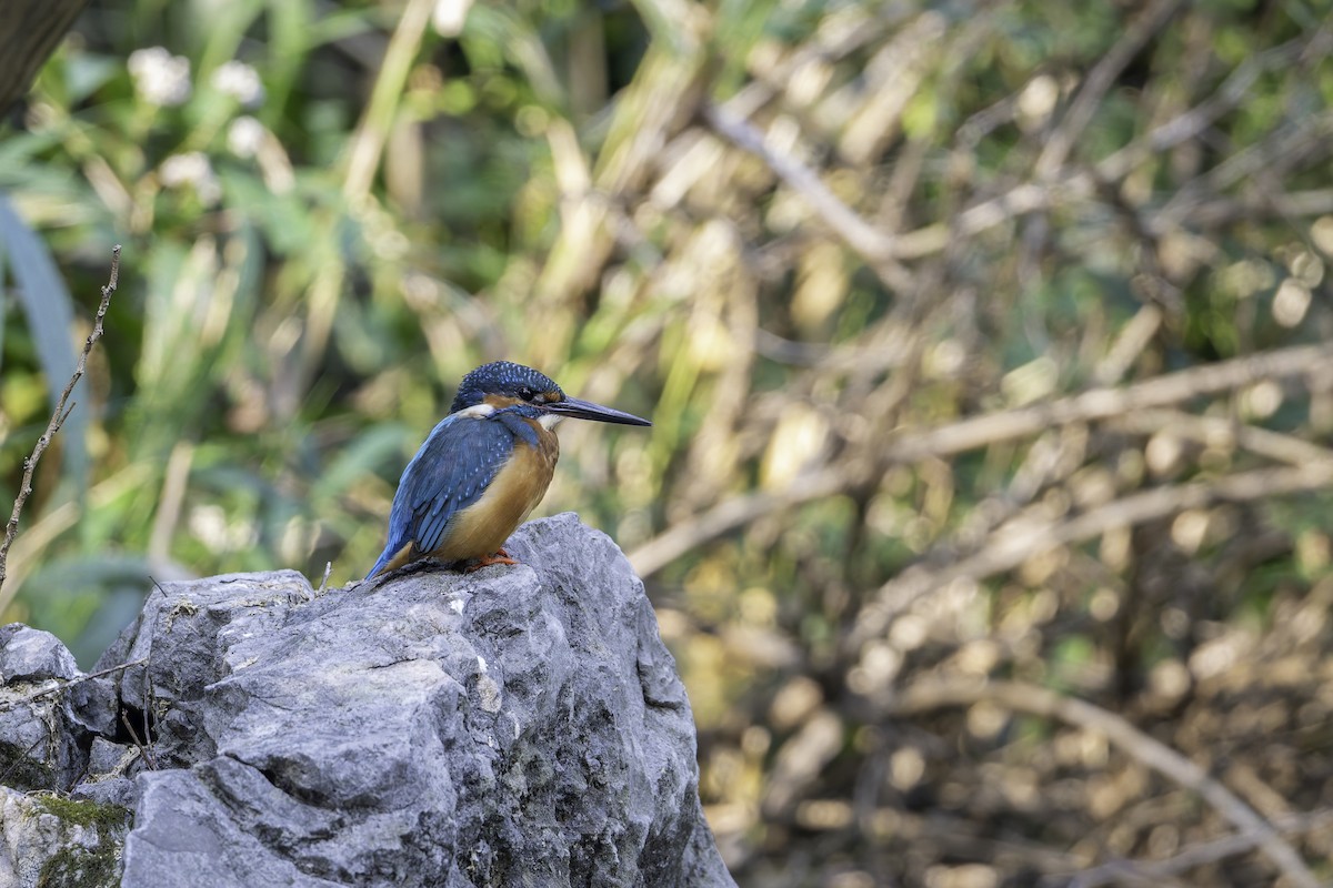 Common Kingfisher - ML645244299