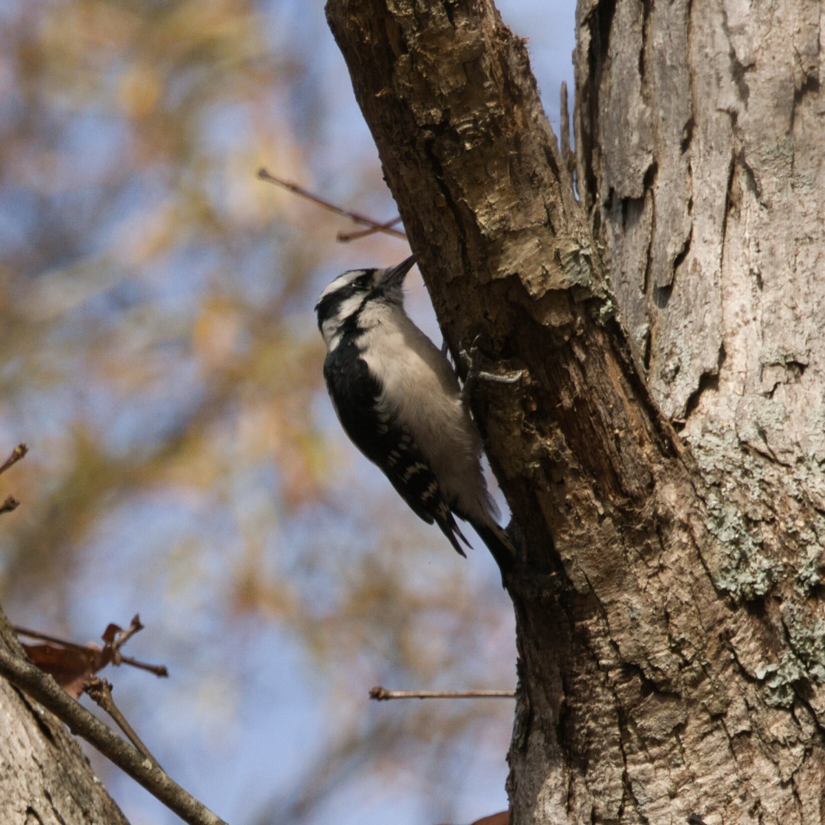 Downy Woodpecker - ML645244303