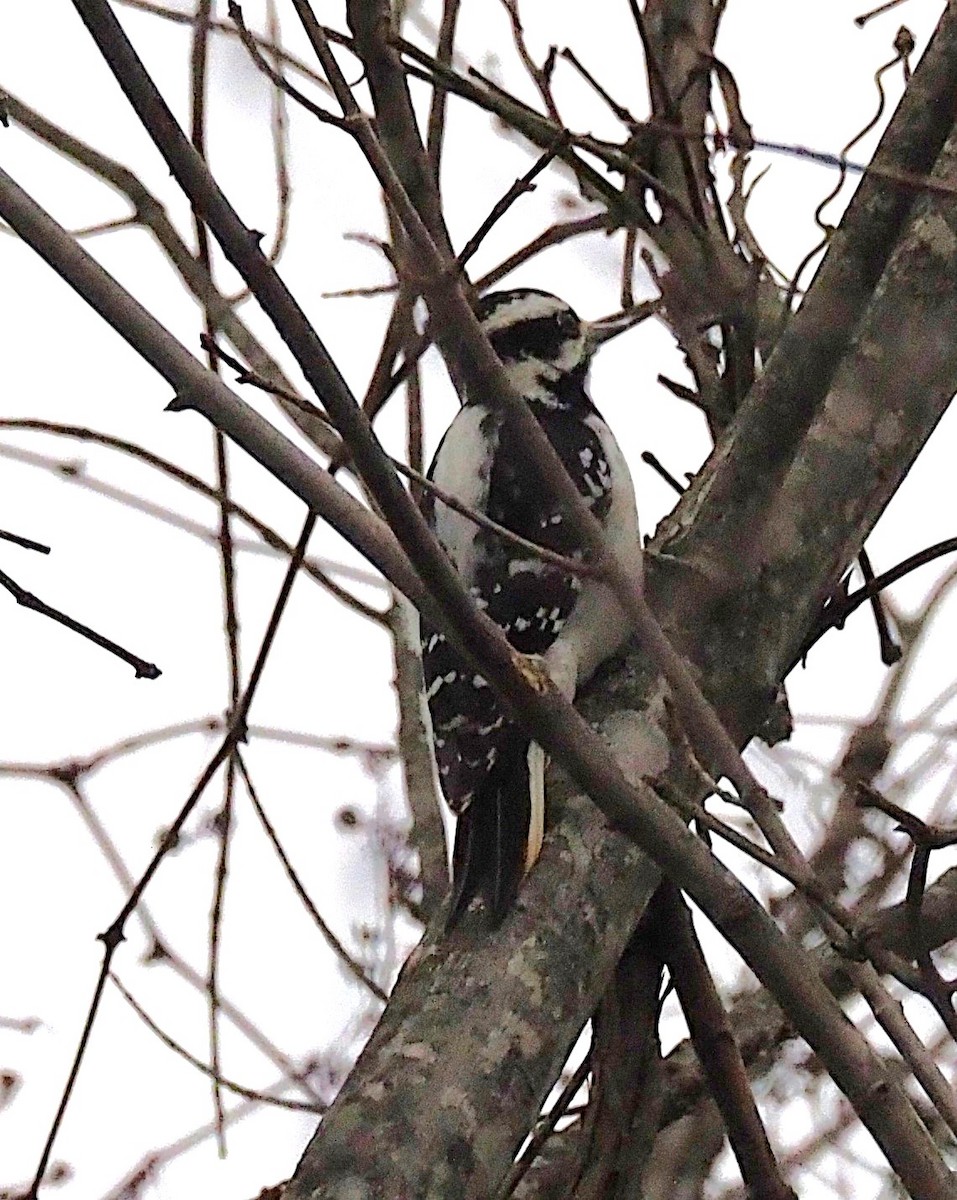 Hairy Woodpecker - ML645244304