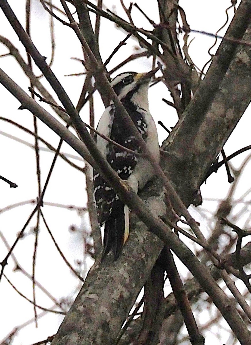 Hairy Woodpecker - ML645244305