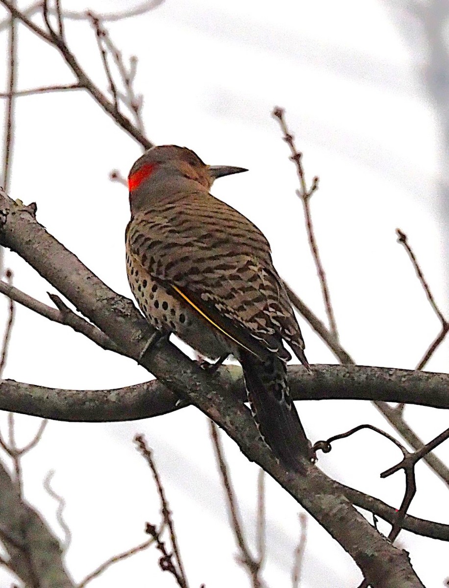 Northern Flicker - ML645244307