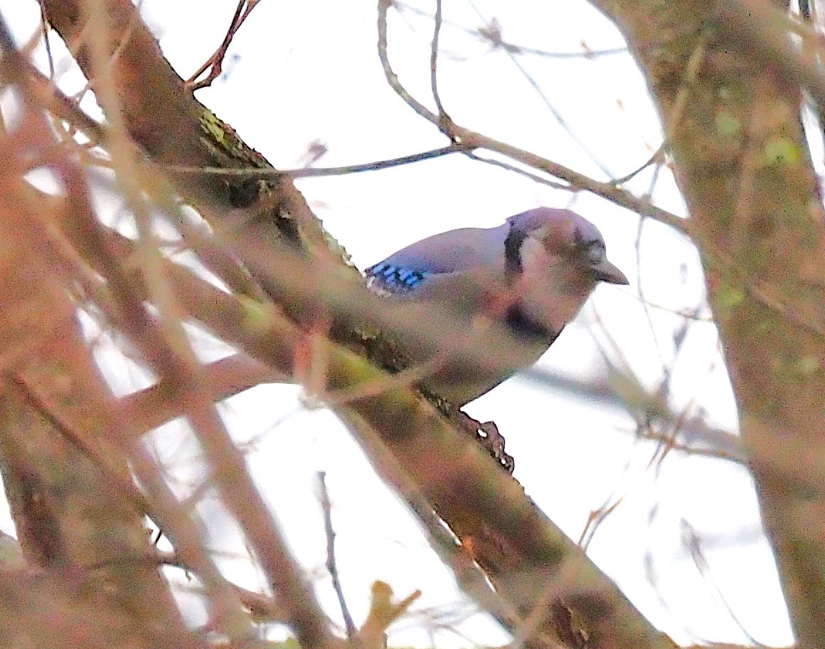 Blue Jay - ML645244308