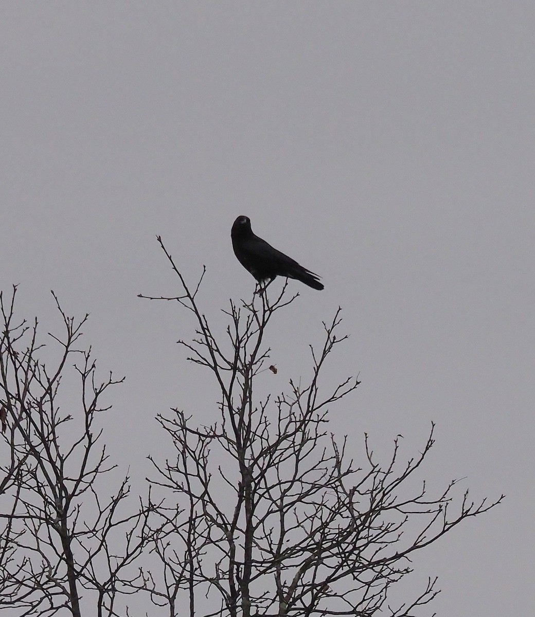 American Crow - ML645244311