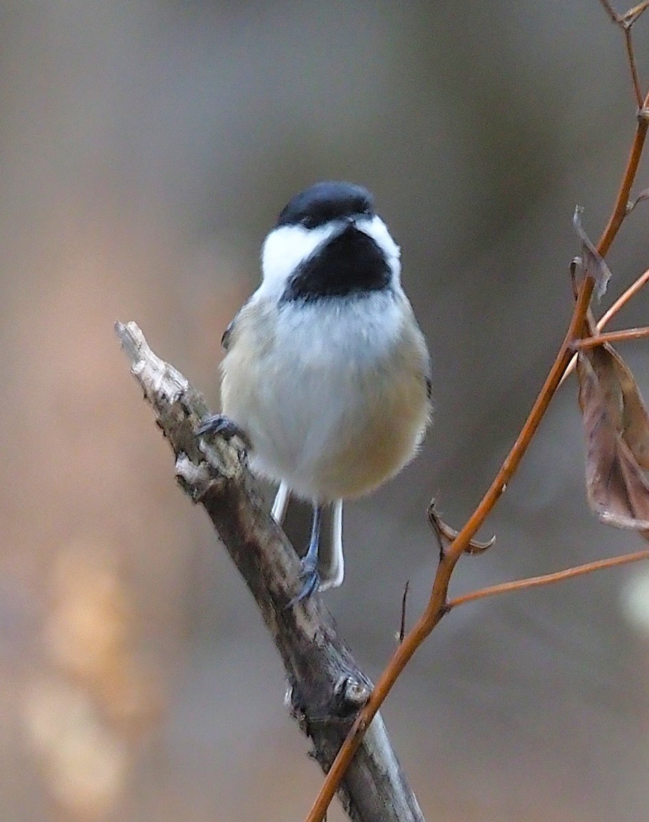 Black-capped Chickadee - ML645244315