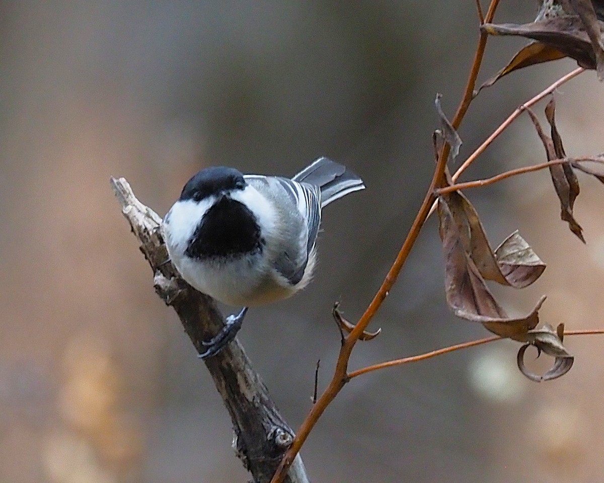 Black-capped Chickadee - ML645244316