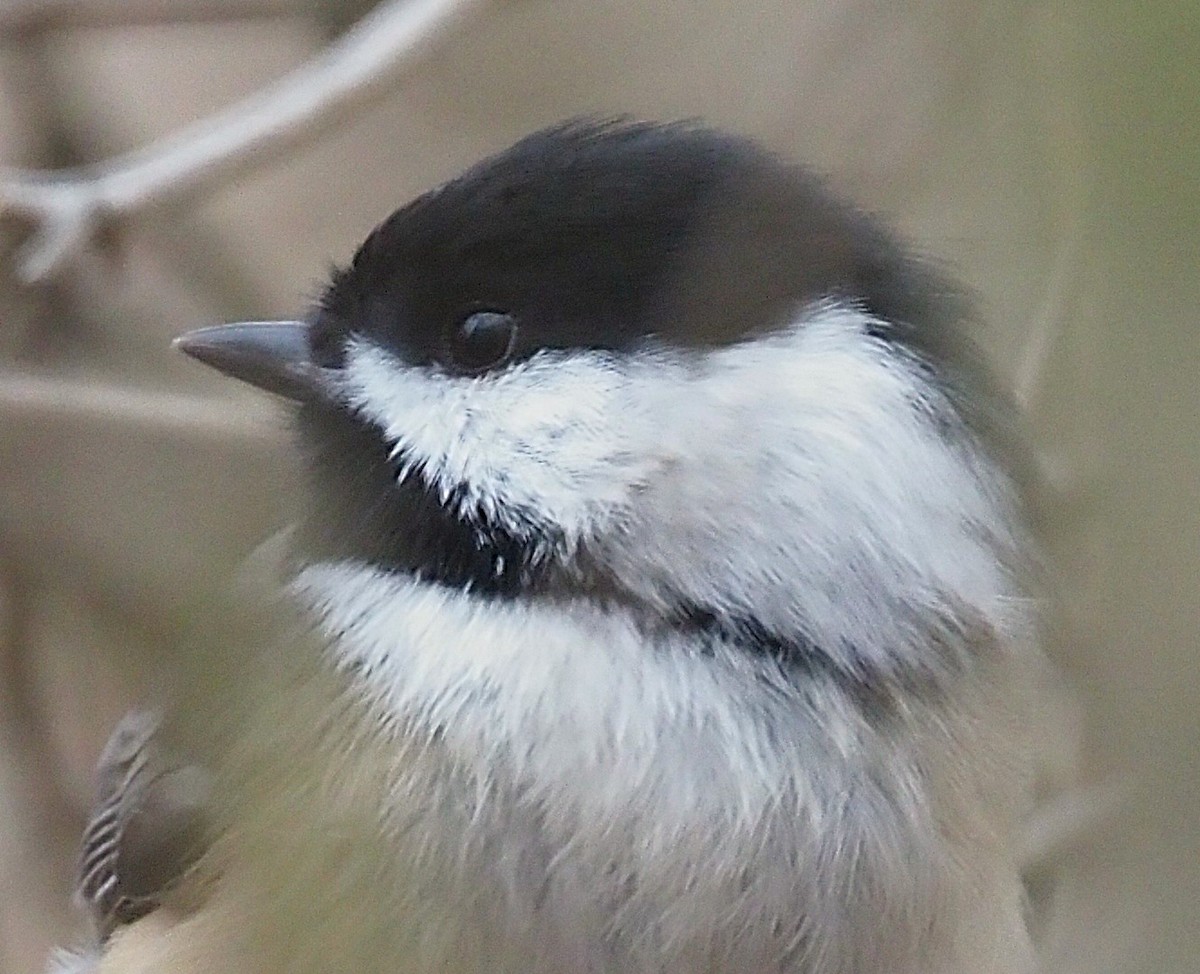 Black-capped Chickadee - ML645244317