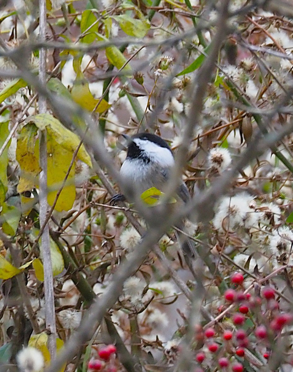 Black-capped Chickadee - ML645244318