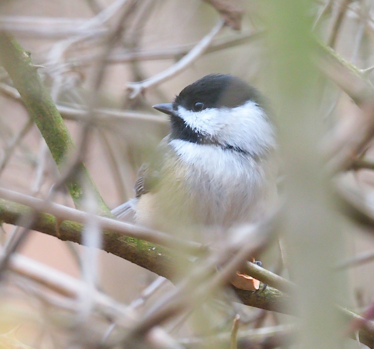 Black-capped Chickadee - ML645244319