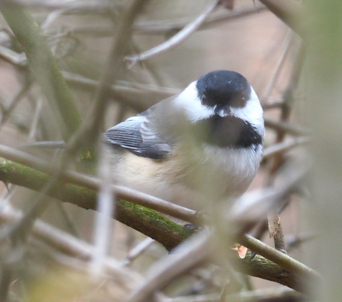 Black-capped Chickadee - ML645244320