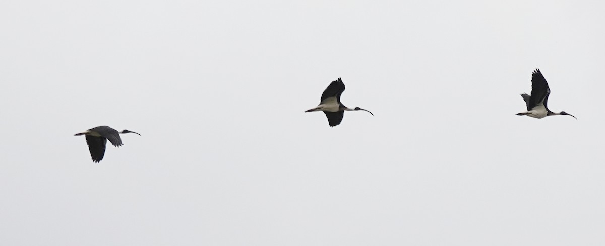 Straw-necked Ibis - ML645244322