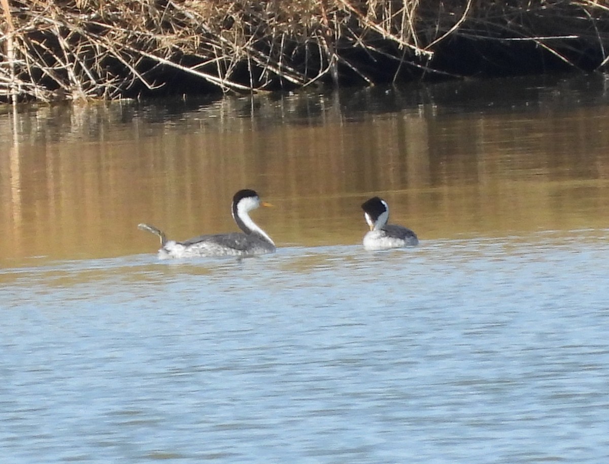 Clark's Grebe - ML645244327