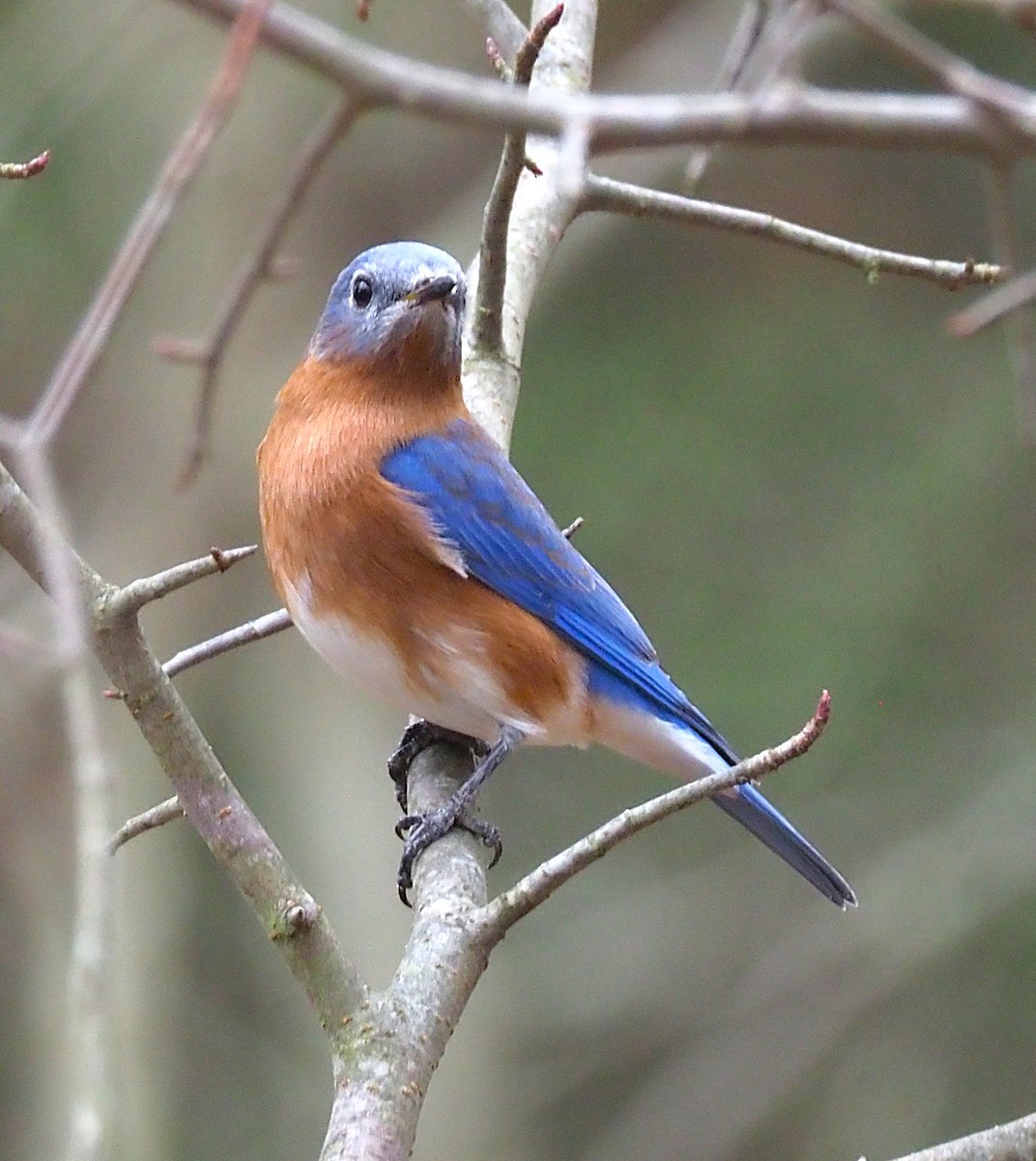 Eastern Bluebird - ML645244328