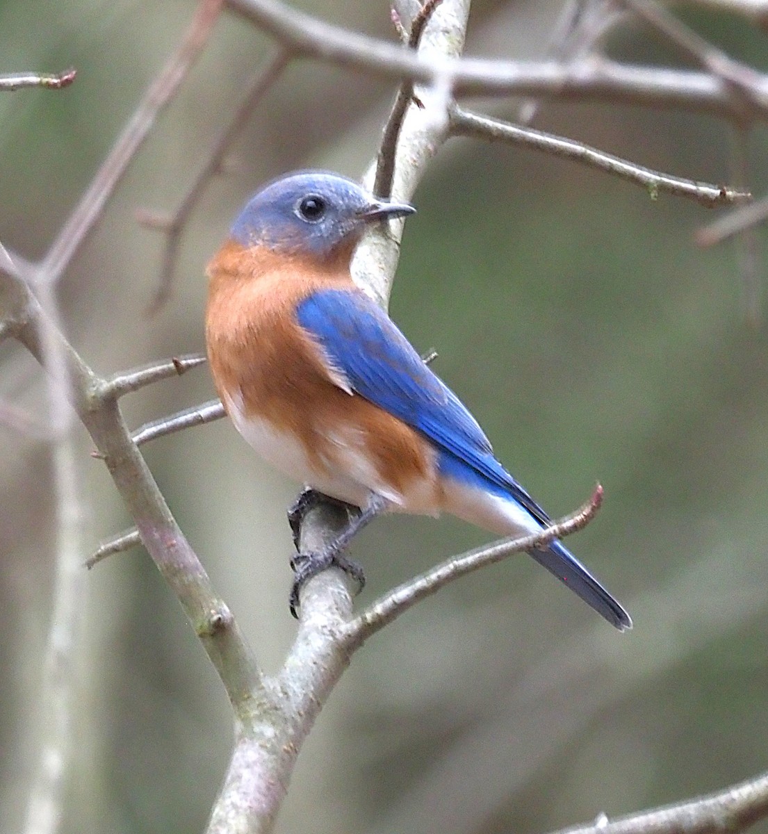 Eastern Bluebird - ML645244329