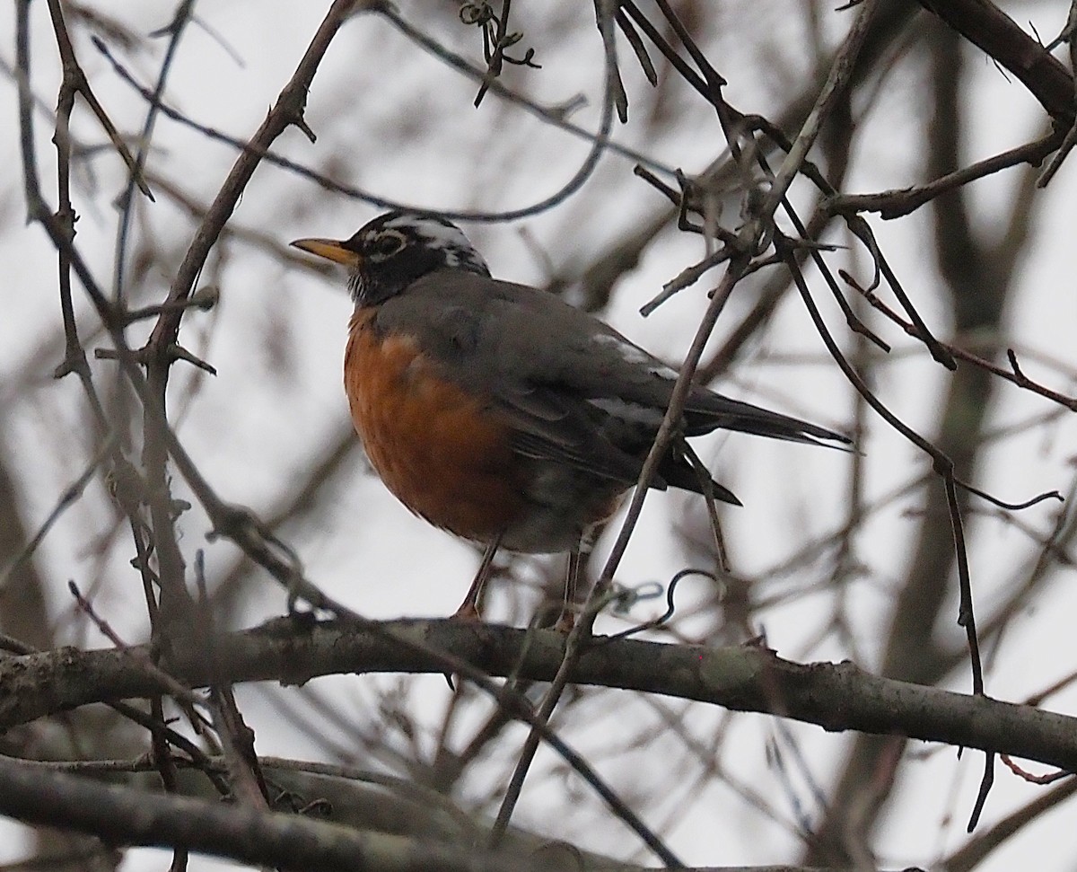 Странствующий дрозд - ML645244332