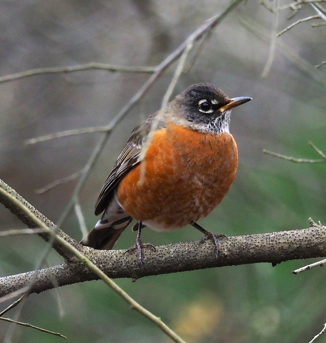 Странствующий дрозд - ML645244333