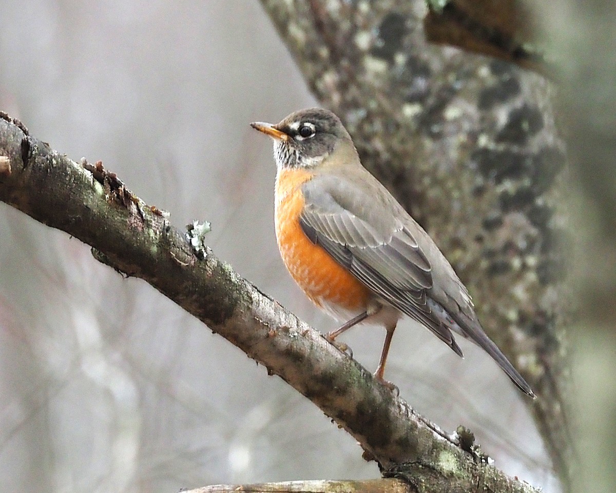 Странствующий дрозд - ML645244334