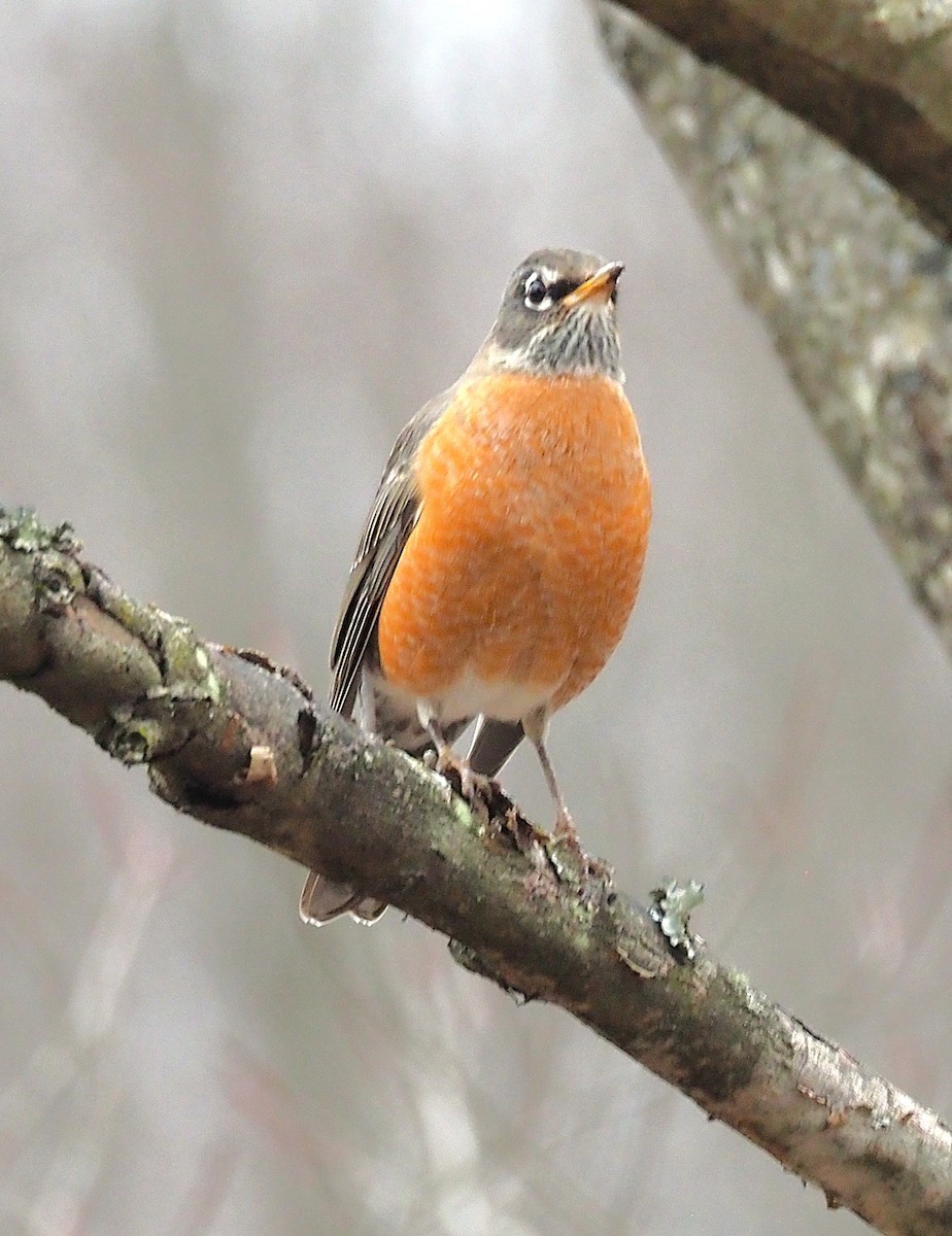 Странствующий дрозд - ML645244335