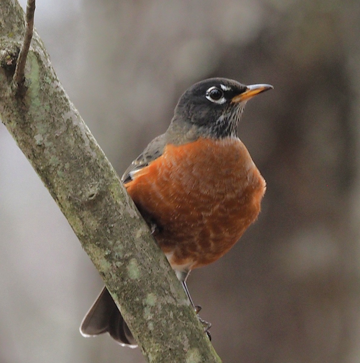 Странствующий дрозд - ML645244336