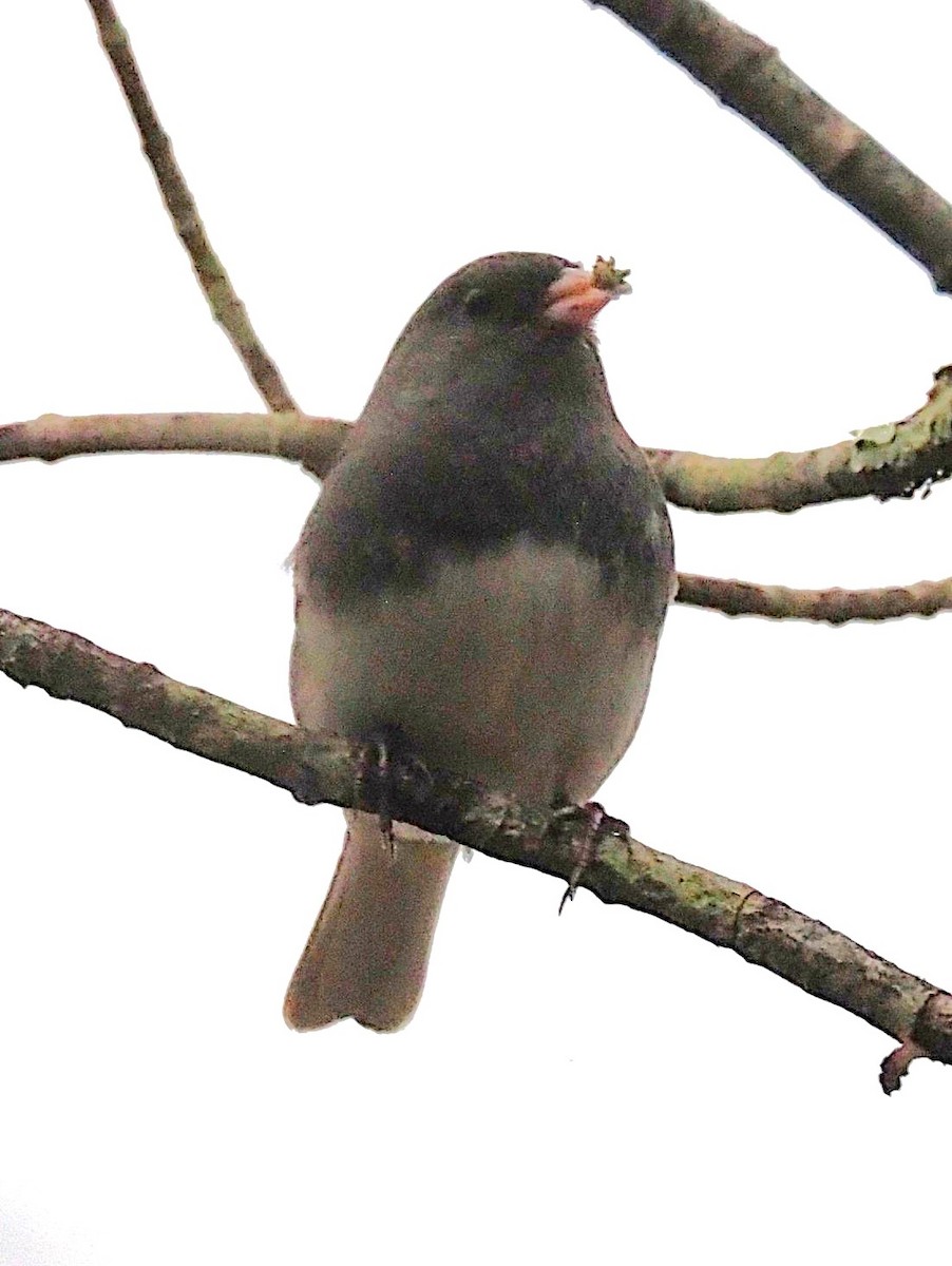 Dark-eyed Junco - ML645244346