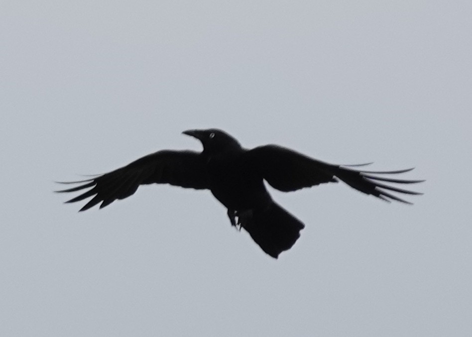 Южноавстралийский ворон - ML645244354