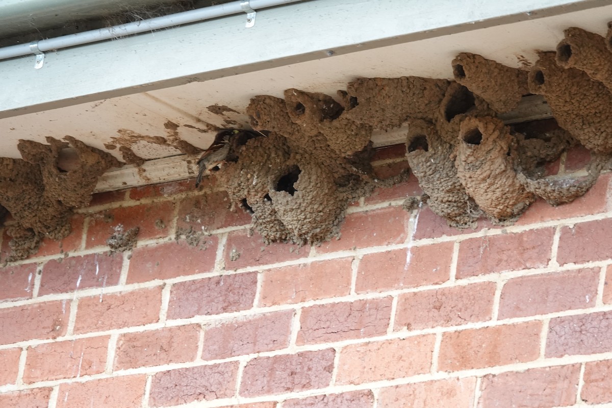 Gorrión Común - ML645244364